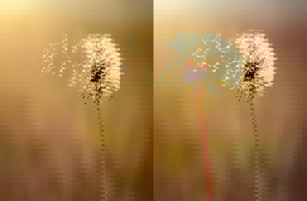 Blomst3 Stock